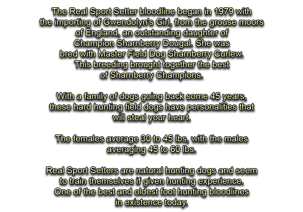 English Setters, Sharnberry champions, Gwendolyn's Girl, Hunting Dogs